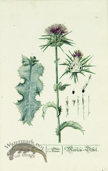 Blackwell German 015